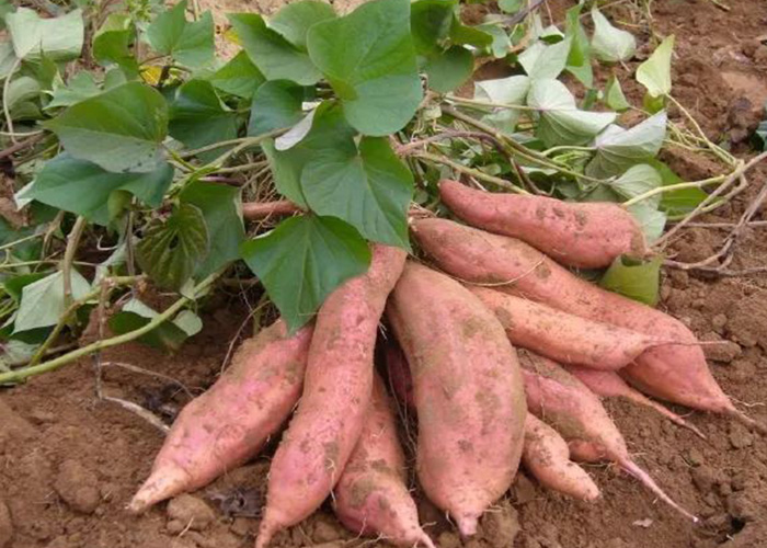 �����ֺ��������ܸ��¶�߲�����������������