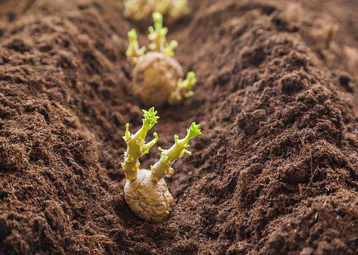 �ʼ�royal1688 - ��������װ������������������ѧݪֲ����Ҫ��